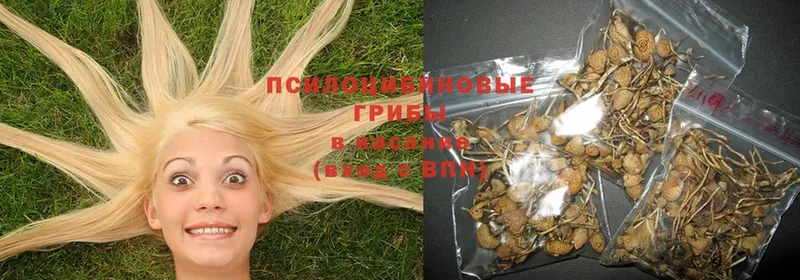 цены   Мытищи  Псилоцибиновые грибы Psilocybe 